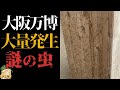 【地獄】大阪万博で大量発生中している謎の虫の正体【解説】