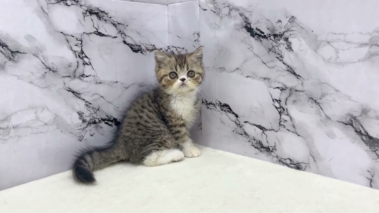 エキゾチック♂じっとそばにいてくれる、落ち着きある猫ちゃん - YouTube