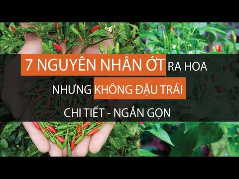 Video: Lý do Vì Đậu Có Hoa Nhưng Không Có Vỏ