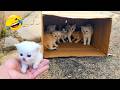 2026年のおもしろ動物ベスト😂 最も面白い猫と犬😻🐶