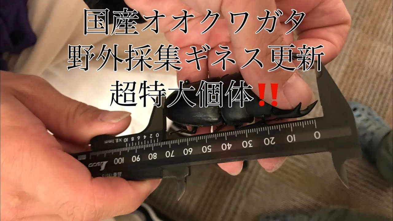 本物のオオクワガタ野外採集ギネス更新 - YouTube