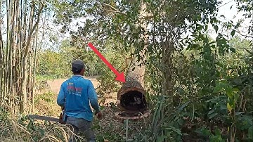 anh thợ cưa hạ cây bình linh rất to ở vườn cây ăn trái