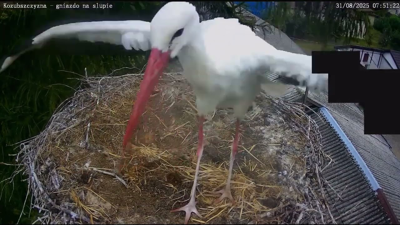 Samotny Zbyszek / 31.08.25 / Bocian biały Kozubszczyzna PL 