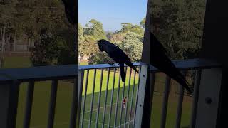 Download Lagu Crow MP3