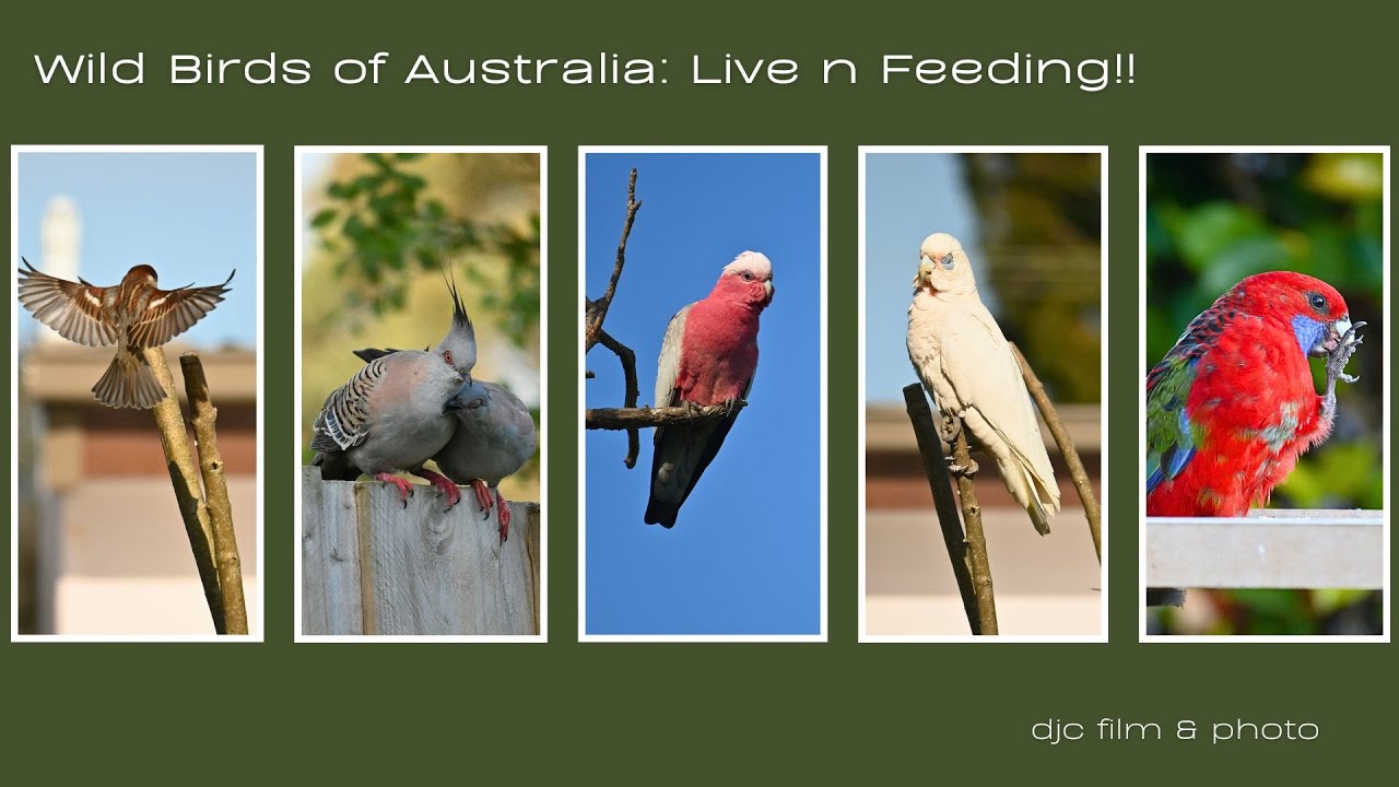Wild Birds of Australia | Live n Feeding