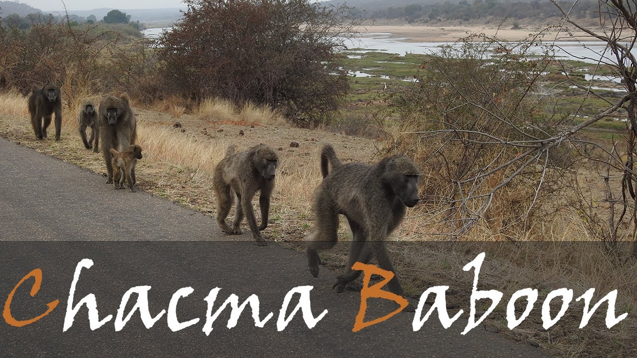 Chacma Baboon Troops Walking Down The Road Playing Near Olifants Camp chacma-baboon-troops-walking-down-the-road-playing-near-olifants-camp