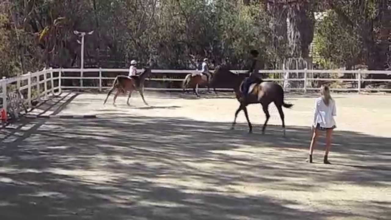 Fun at Mega Arte Horse Tag YouTube