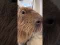 とんちゃんがこちらに話しかけてきた！音量上げてね🔈 #カピバラ #capybara #shorts #animals #tokyo