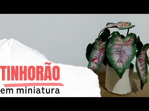 Tinhorão (Caladium bicolor) em miniatura