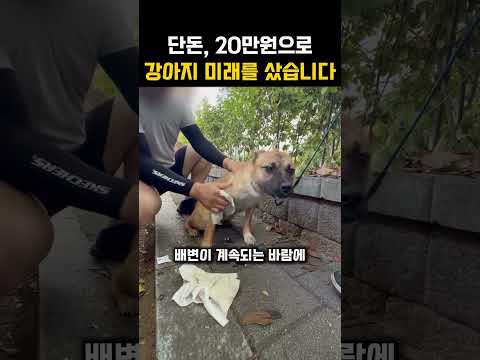 개장수에게 넘겨질 뻔했던 뜬장 아이들, 빵꾸와 똥꾸의 두 번째 이야기입니다