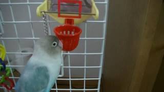 8歳　ダンクシュートする　ボタンインコのピーちゃん　lovebird