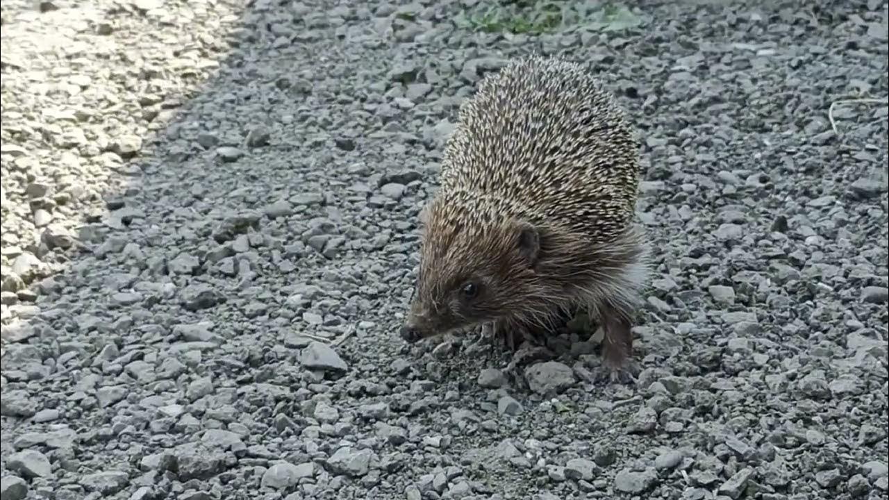 Прогулка ежей