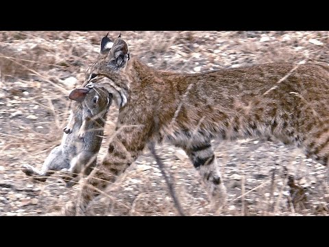 Wideo: Czy ryś rudy zaatakuje kota?
