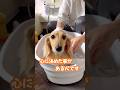 心に決めたこと #ミニチュアダックス #ビションフリーゼ