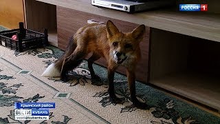 Лиса поселилась в квартире у жительницы Крымска Лиса поселилась в квартире у жительницы Крымска