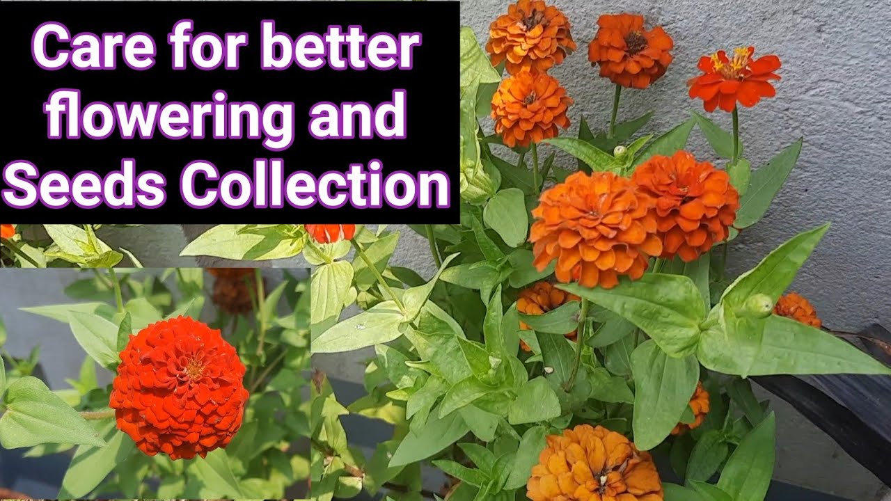 Zinnia Care for better flowering and Seeds Collection of Zinnia Flowers