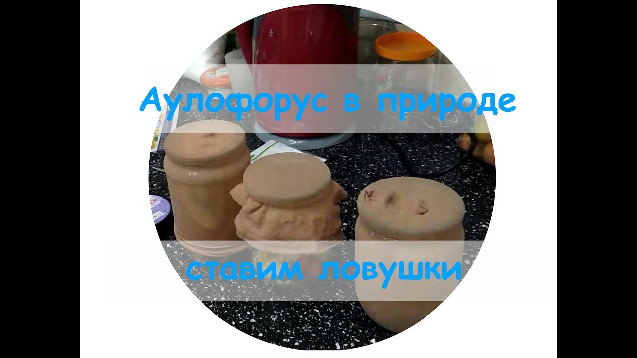 Аулофорус в природе ставим ловушки