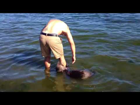 wild sea otter swims up to man on Cadboro Bay beach - Victoria, BC