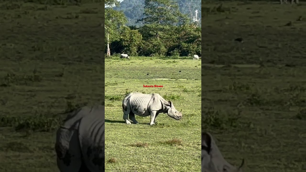 Rhino Spotted In Jungle