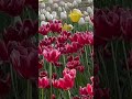 🌷 Good Evening 🌷