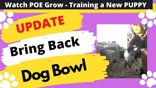 Bowl Retrieve from crate update  - Watch POE Grow - The life and Training of a Competition Puppy by Debby Quigley 30 views 2 years ago 53 seconds