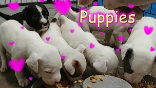 10 Rescue Puppies Eating 'Mush' Soaked Dog Food Mixed With Wet Food 🐶🐾🥰|| Dog Life || Pet Friendly by Pet Friendly 20 views 1 year ago 3 minutes, 42 seconds