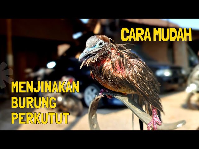 Cara Menjinakan Burung Perkutut Tangkapan Alam class=