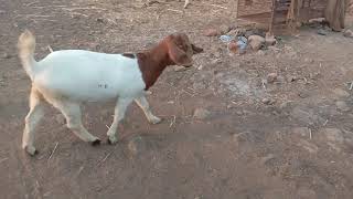Yerla  boer goat farm Turchi . tasgoan