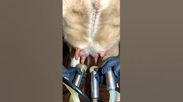 MILK A COW In 1 Minute 