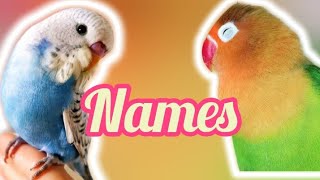 100 lovebird and budgie names | lovebirds names | budgie names | pet names