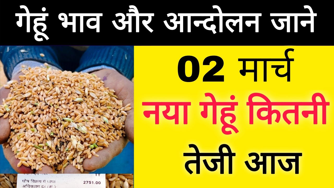 नया गेहुं भाव 02 मार्च 2026 : gehu bhav ujjain Mandi : gehu live bhav ujjain Mandi