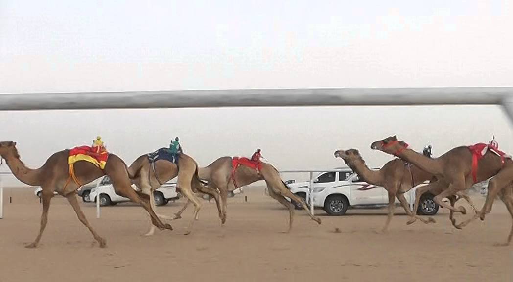 الشوط 2 بكار 3 ك / دانات / شبيكات عمر