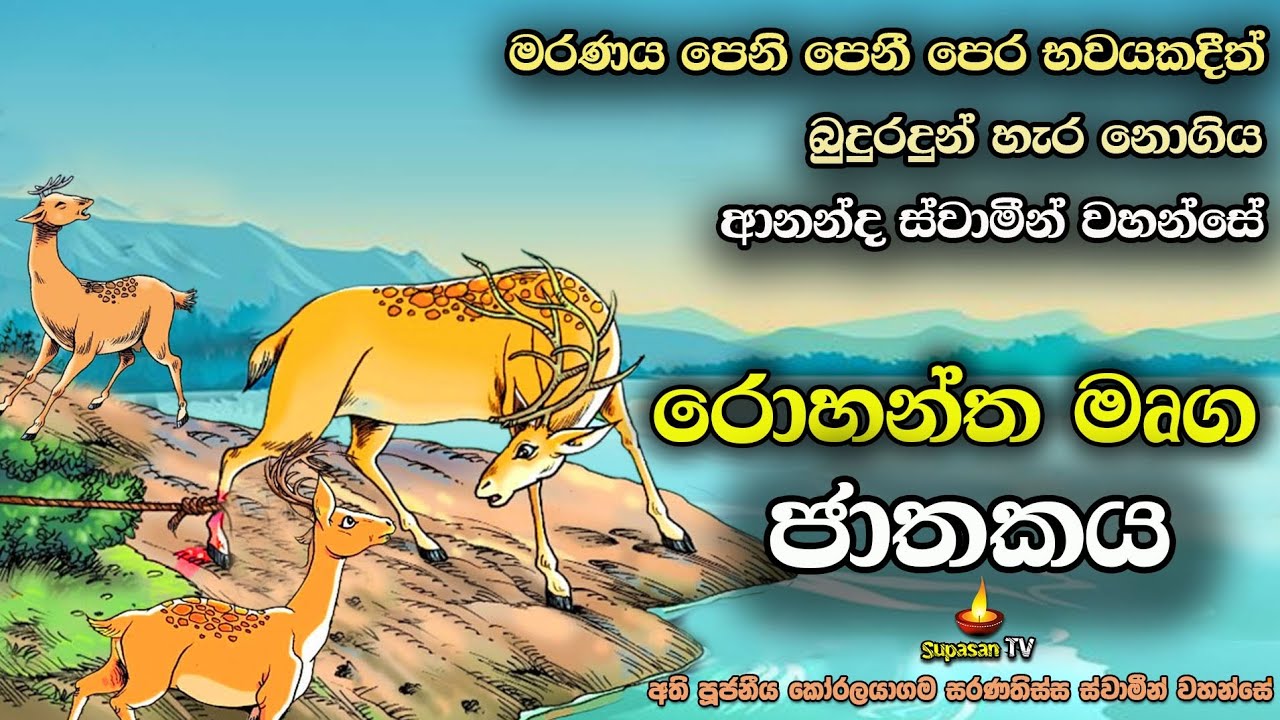 රොහන්ත මෘග ජාතකය | පෙර භවයකදී මරණය දැක දැක බුදුරදුන් සමඟ සිටි ආනන්ද හිමි  | Rohantha Mruga Jathakaya