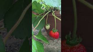 Morango que produz em clima quente em vaso