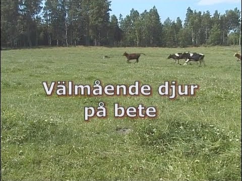 Video: Vad är bankuppgifter?