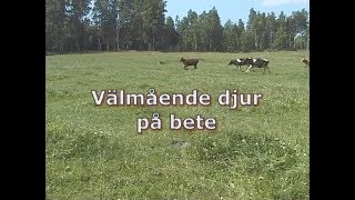 Välmående djur på bete