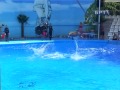 Дельфинарий Немо в Алуште