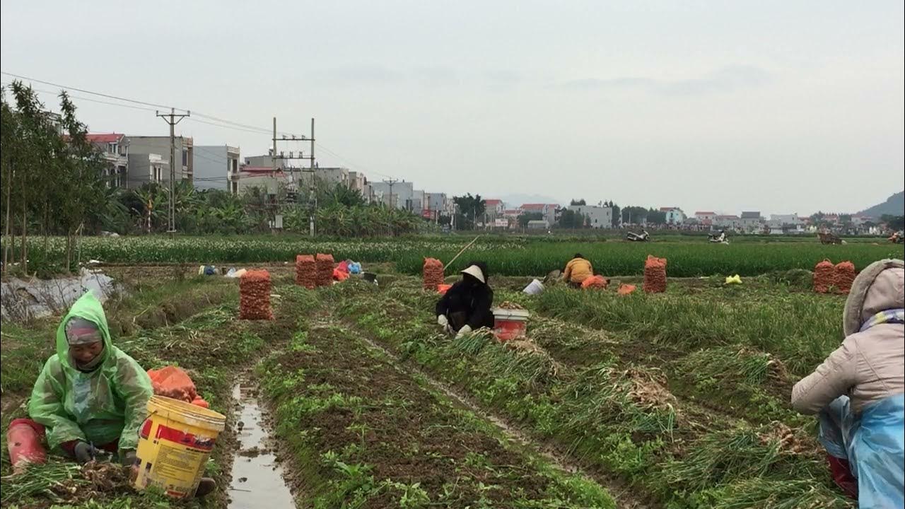 Five Importance Of Cover Crops