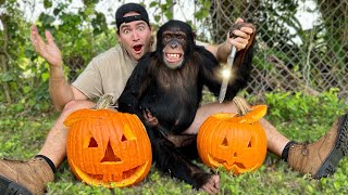 Carving Halloween Pumpkins With Chimpanzee ! Spooky ?!