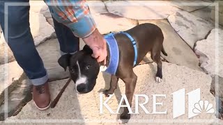 Ruff Start Rescue offers tips to help your pet with separation anxiety