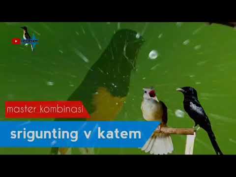 MASTERAN KOMBINASI Srigunting vs Katem, suara jernih jeda 1 menit