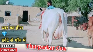 ऐसी गाय आज तक नहीं देखी लाजवाब है थार का हीरा Tharparkar  Ravi Kumar6376192699 Desi Cow For Sale
