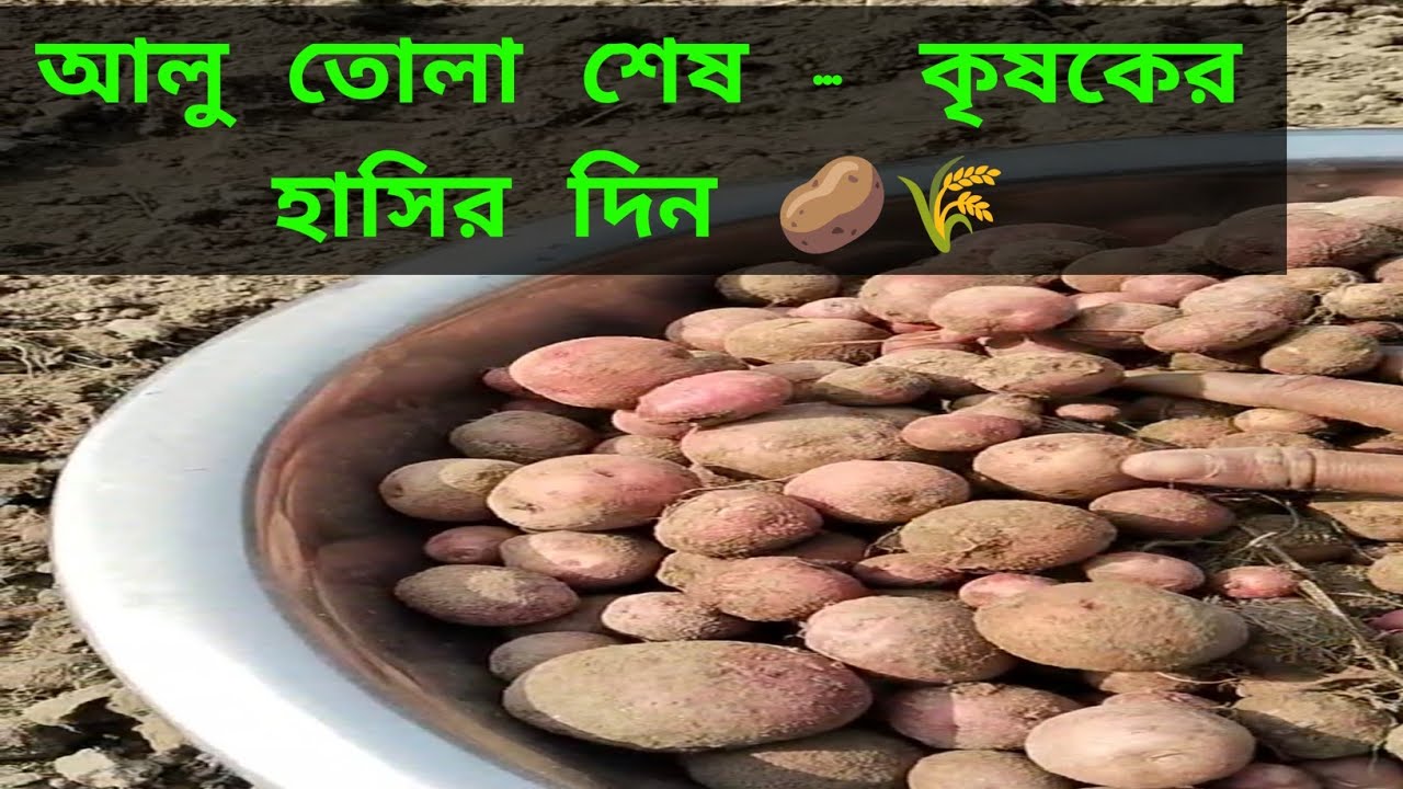 আলু তোলা শেষ – কৃষকের হাসির দিন 🥔🌾#আলুতোলা#কৃষকেরজীবন#বাংলারকৃষি#গ্রামেরজীবন 
