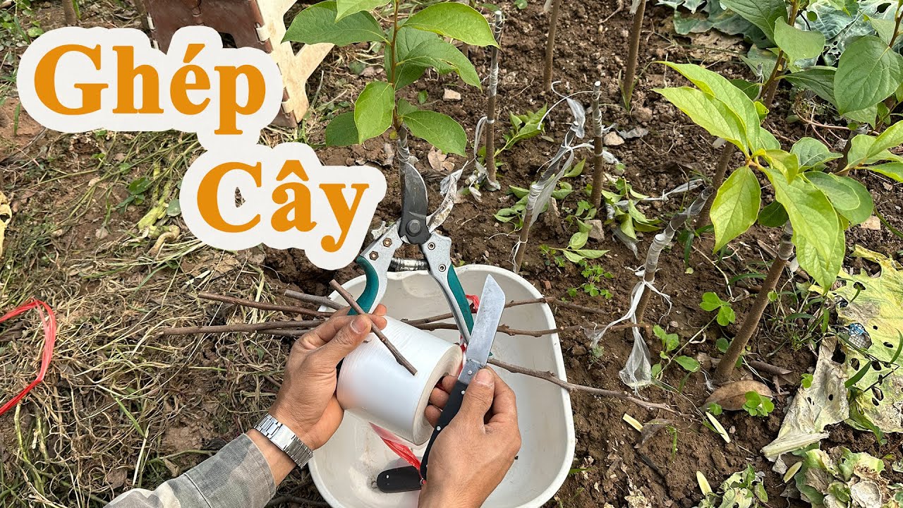 Ghép cây/Ghép cành/Hướng dẫn chi tiết/Ghép Hồng Tứ Quý/0977889228