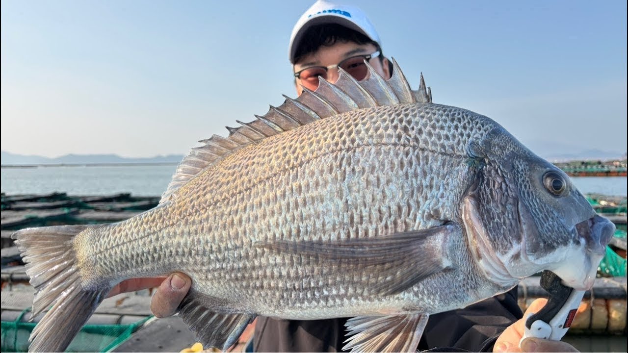 히뜨티비 콜리님이랑 감성돔 7마리째 낚시데이트 #낚시 #라이브 #예능