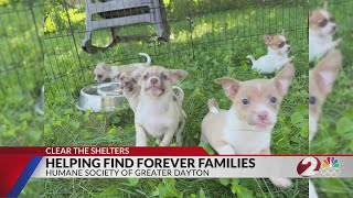 Humane Society offering 50% off adoption fees this month