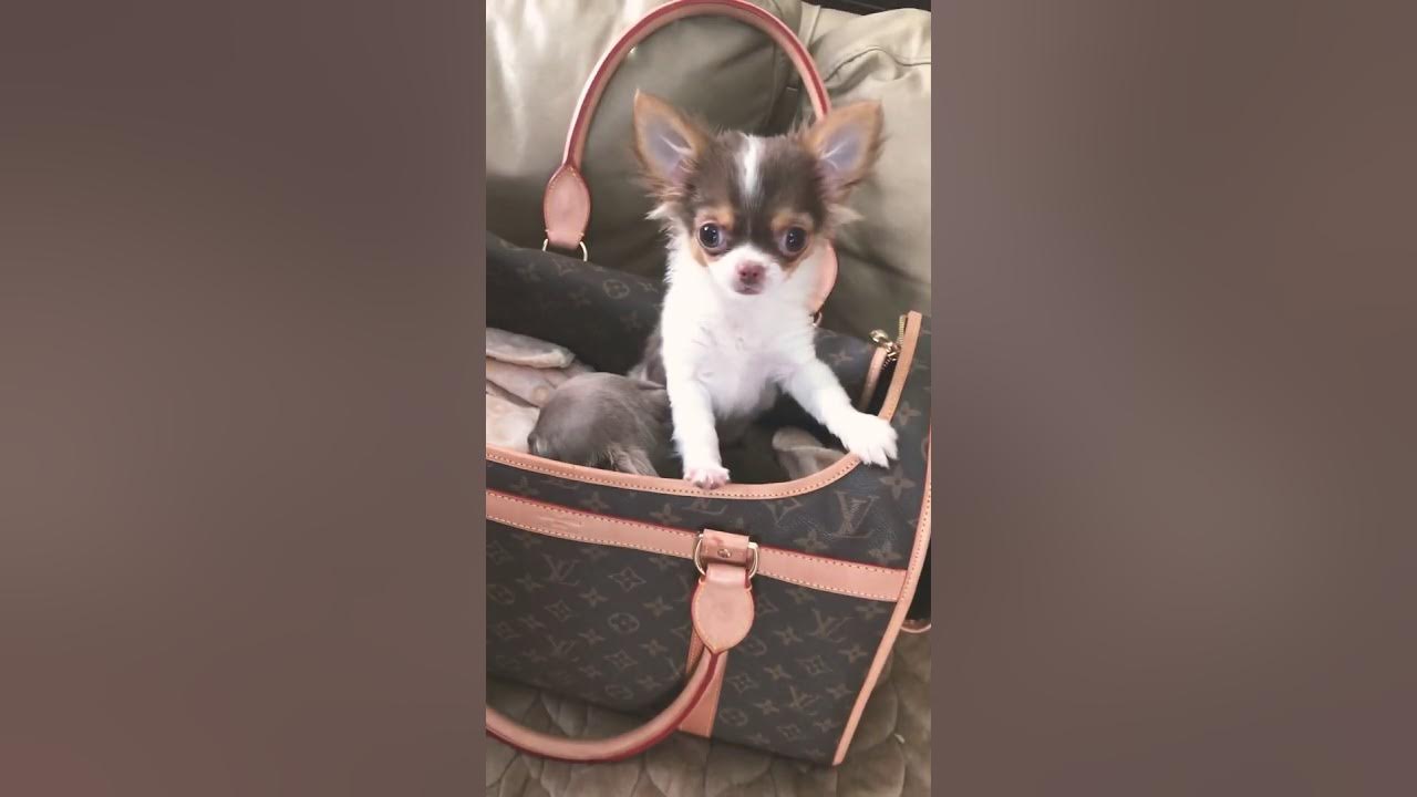 so cute in my louis vuitton  Dogs, Cute chihuahua, Dogs and puppies