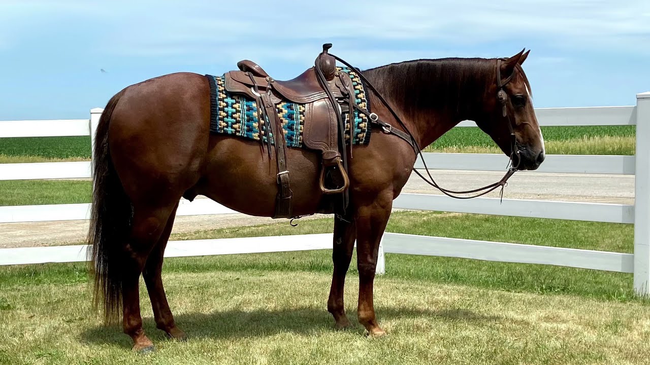 Lot 58 SKYROCKETS IN FLIGHT Offered by Schmitt Horse Ranch Best Of Texas Premier Horse Sale