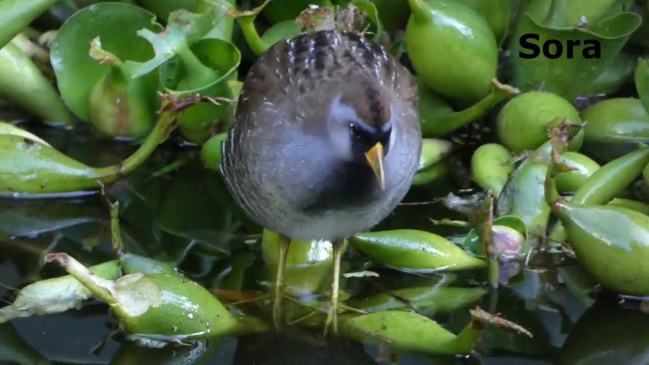 Secretive Sora Caught Preening in Quito’s Botanical Garden!