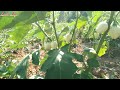 How to grow white garden egg  growing eggplants in uganda part 1